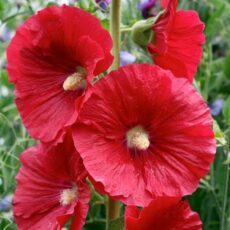 5023242376301 1 Alcea rosea Mars Magic 2L.jpg